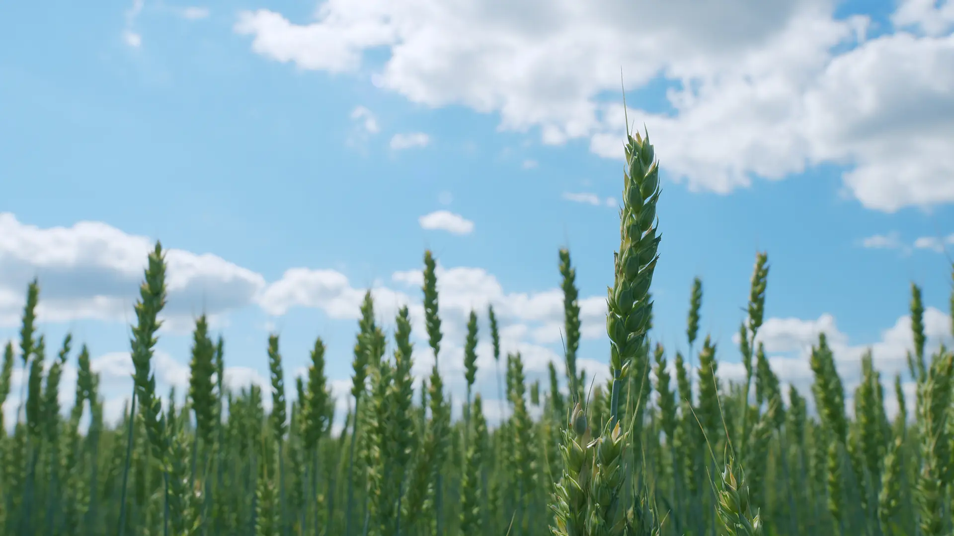 A field of green wheat.